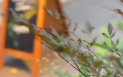 センス溢れる友人が当店の空気感をそのまま素敵な動画にしてくれ