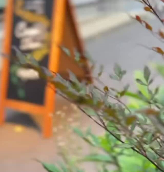 センス溢れる友人が当店の空気感をそのまま素敵な動画にしてくれ
